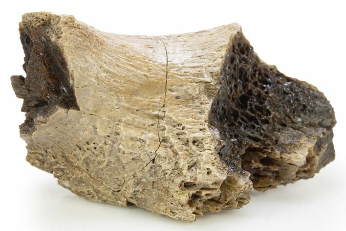 Fossil Tyrannosaur (T rex) Bone Section - Wyoming #309891